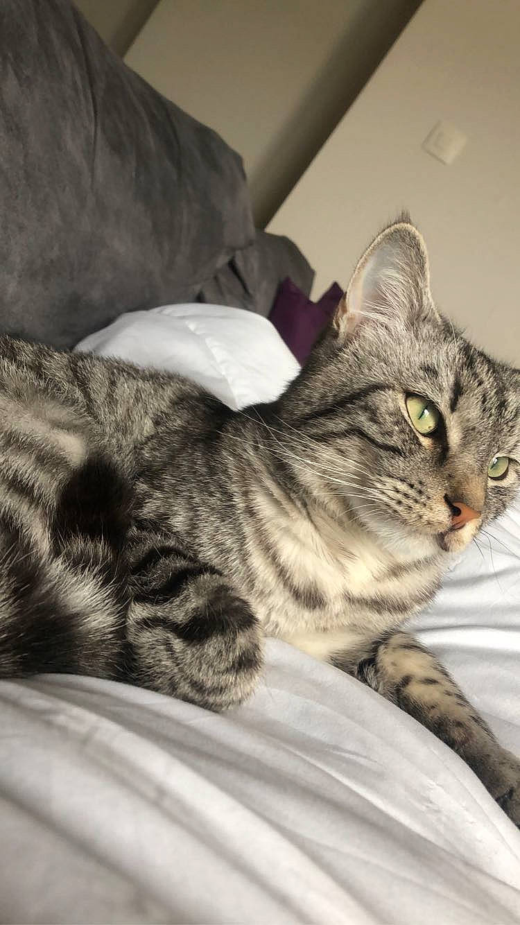 Orion a rejoint le concours — aidez-le/la à gagner de superbes lots ! carnivore, cat, claw, comfort, domestic_short_haired_cat, felidae, fur, grey, paw, sitting, small_to_medium_sized_cats, snout, terrestrial_animal, whiskers, wildlife