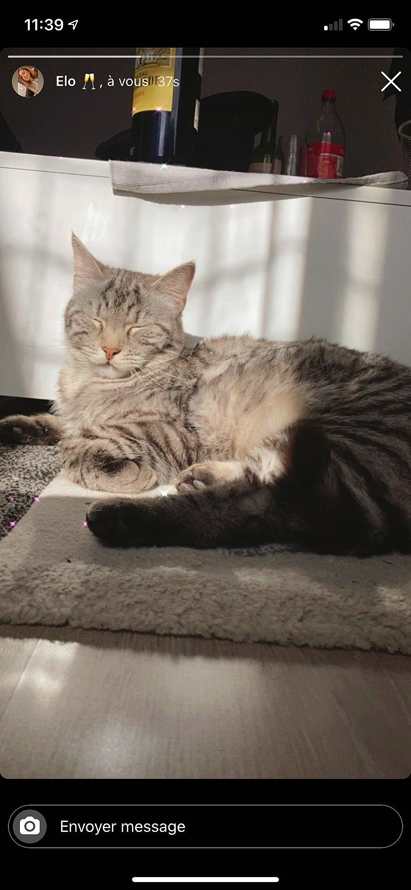 Orion participe au concours pour gagner de l'argent avec cette photo : carnivore, cat, claw, comfort, domestic_short_haired_cat, felidae, flooring, fur, grey, monochrome, monochrome_photography, nap, paw, sitting, small_to_medium_sized_cats, snout, tail, terrestrial_animal, whiskers, wood