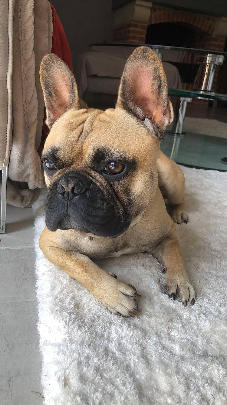 Pulco a rejoint le concours — aidez-le/la à gagner de superbes lots ! biting, bored, bulldog, canidae, carnivore, companion_dog, dog, dog_breed, ear, eye, fawn, head, molosser, snout, sporting_group, terrestrial_animal, toy_dog, whiskers, working_animal, wrinkle