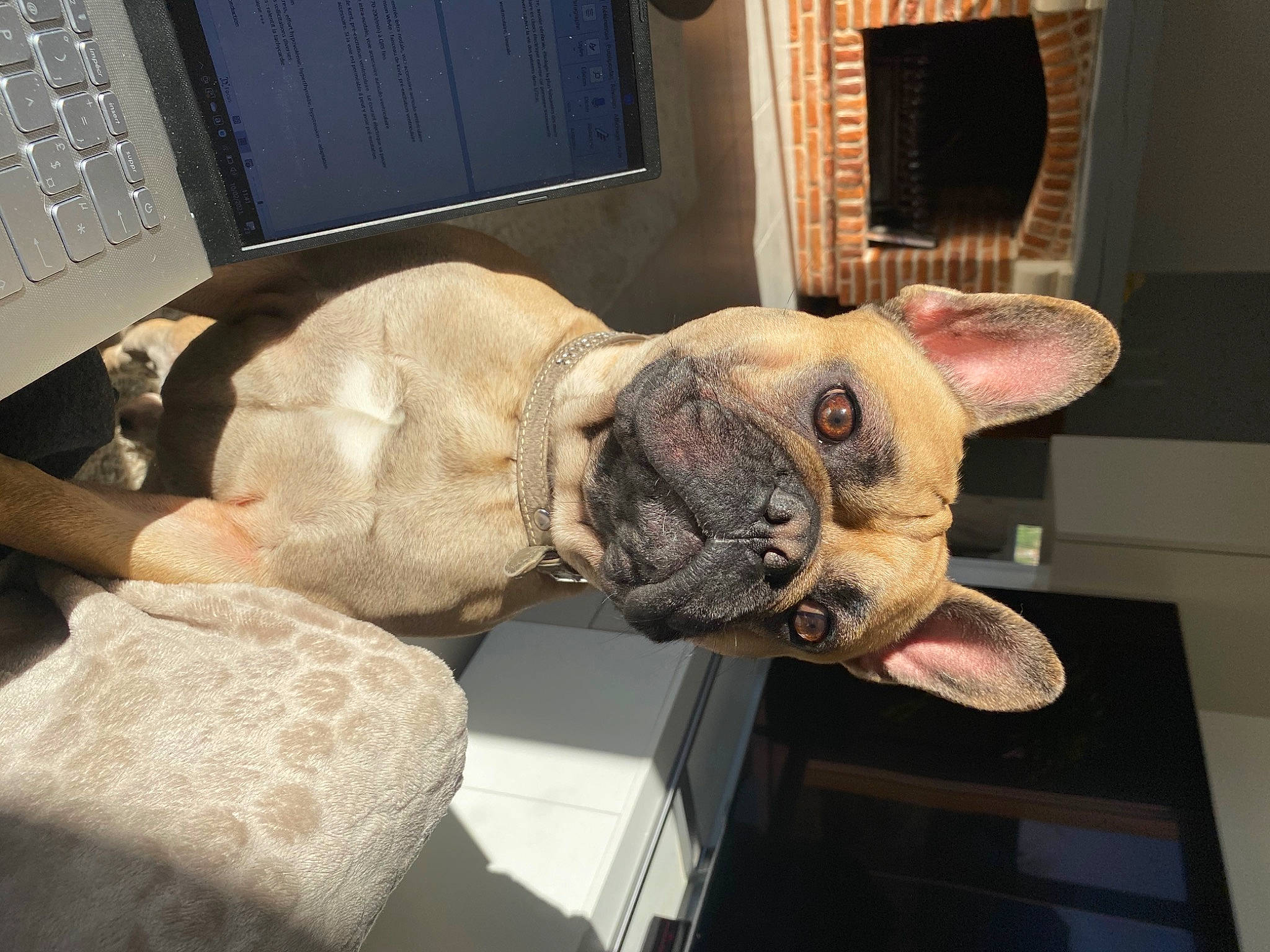 Pulco a rejoint le concours — aidez-le/la à gagner de superbes lots ! art, artifact, fawn, felidae, fur, home_appliance, human_body, jaw, leg, mammal, office_equipment, output_device, personal_protective_equipment, room, sculpture, small_to_medium_sized_cats, snout, stuffed_toy, tail, whiskers