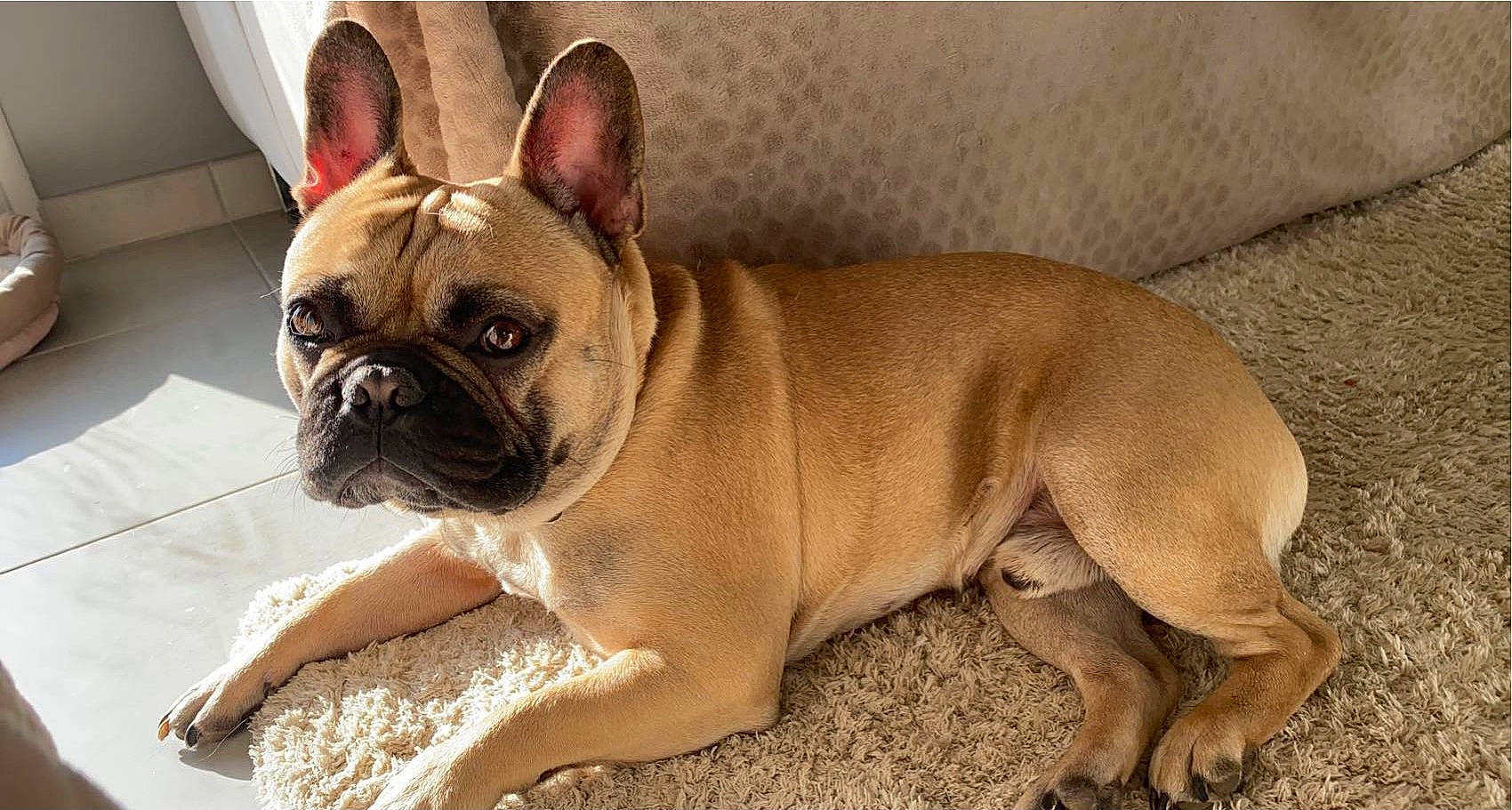 Pulco a rejoint le concours — aidez-le/la à gagner de superbes lots ! ancient_dog_breeds, bulldog, canidae, carnivore, comfort, companion_dog, dog, dog_breed, fawn, non_sporting_group, old_english_bulldog, pug, snout, sporting_group, terrestrial_animal, toy_dog, whiskers, working_animal, wrinkle