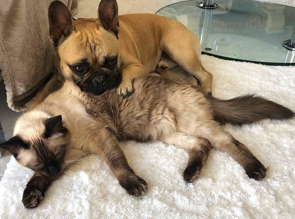 Pulco participe au concours pour gagner de l'argent avec cette photo : carnivore, cat, comfort, companion_dog, dog, dog_breed, fawn, felidae, fur, nap, paw, siamese, small_to_medium_sized_cats, snout, sporting_group, tail, terrestrial_animal, toy_dog, whiskers, working_animal