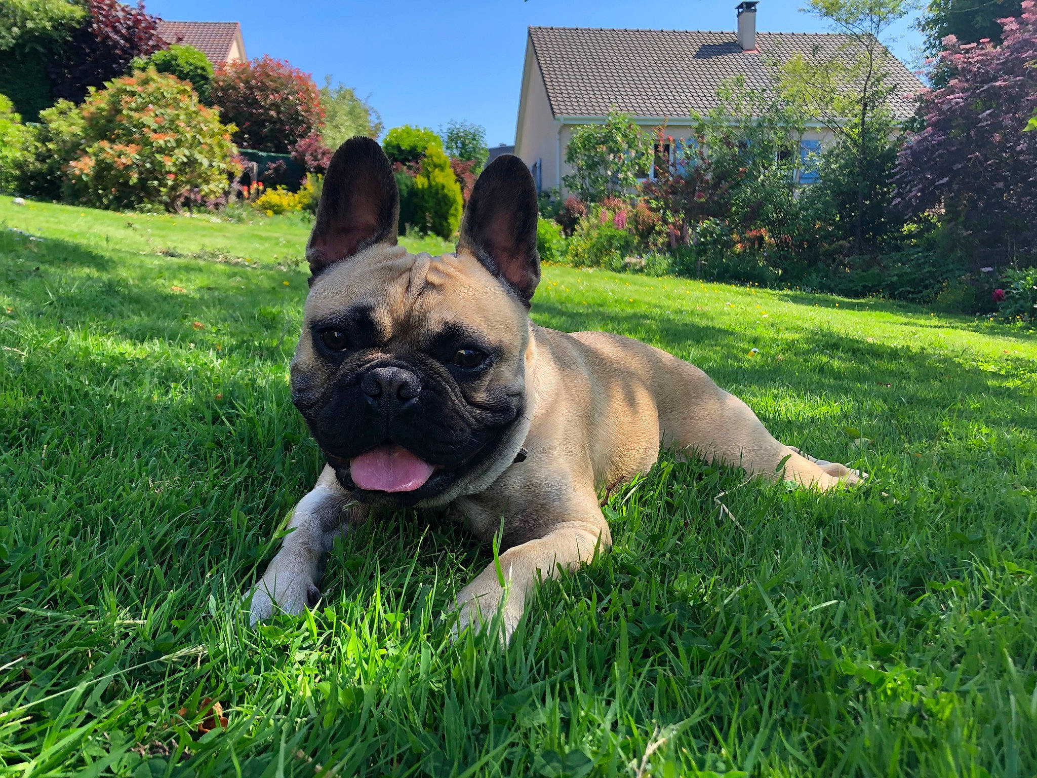 Pulco a rejoint le concours — aidez-le/la à gagner de superbes lots ! bulldog, canidae, carnivore, companion_dog, dog, dog_breed, fawn, grass, green, lawn, leaf, plant, pug, sky, snout, sporting_group, toy_dog, tree, working_animal, wrinkle