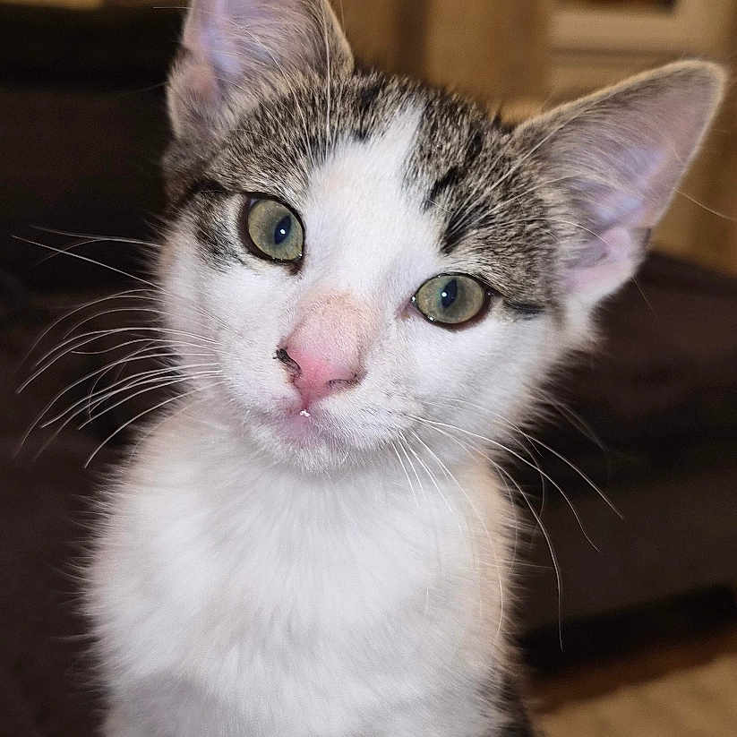 Milla