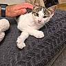 kitten, cat, white_fur, tabby, pet, animal, indoors, blanket, couch, furniture, human_hand, petting, cute, whiskers, pink_nose, green_eyes, relaxed, portrait, home, cozy