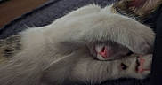 Milla participe au concours pour gagner de l'argent avec cette photo : cat, sleeping, napping, upside_down, paws, pink_nose, pink_toebeans, white_fur, fluffy, curled_up, cozy, indoors, close_up, pet, relaxed, adorable, funny_pose, blanket, resting, whiskers