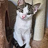 Milla a rejoint le concours — aidez-le/la à gagner de superbes lots ! cat, kitten, black_and_white, pet, animal, portrait, sitting, cat_tree, scratching_post, indoors, home, fur, whiskers, ears, eyes, pink_nose, curled_tail, cute, curious, vertical_photo