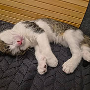 Milla participe au concours pour gagner de l'argent avec cette photo : cat, kitten, sleeping, sleepy, relaxed, lying_down, white_fur, tabby, pink_nose, whiskers, paws, indoor, cozy, blanket, quilt, couch, wooden_background, closeup, pet, nap