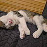 cat, kitten, sleeping, sleepy, relaxed, lying_down, white_fur, tabby, pink_nose, whiskers, paws, indoor, cozy, blanket, quilt, couch, wooden_background, closeup, pet, nap
