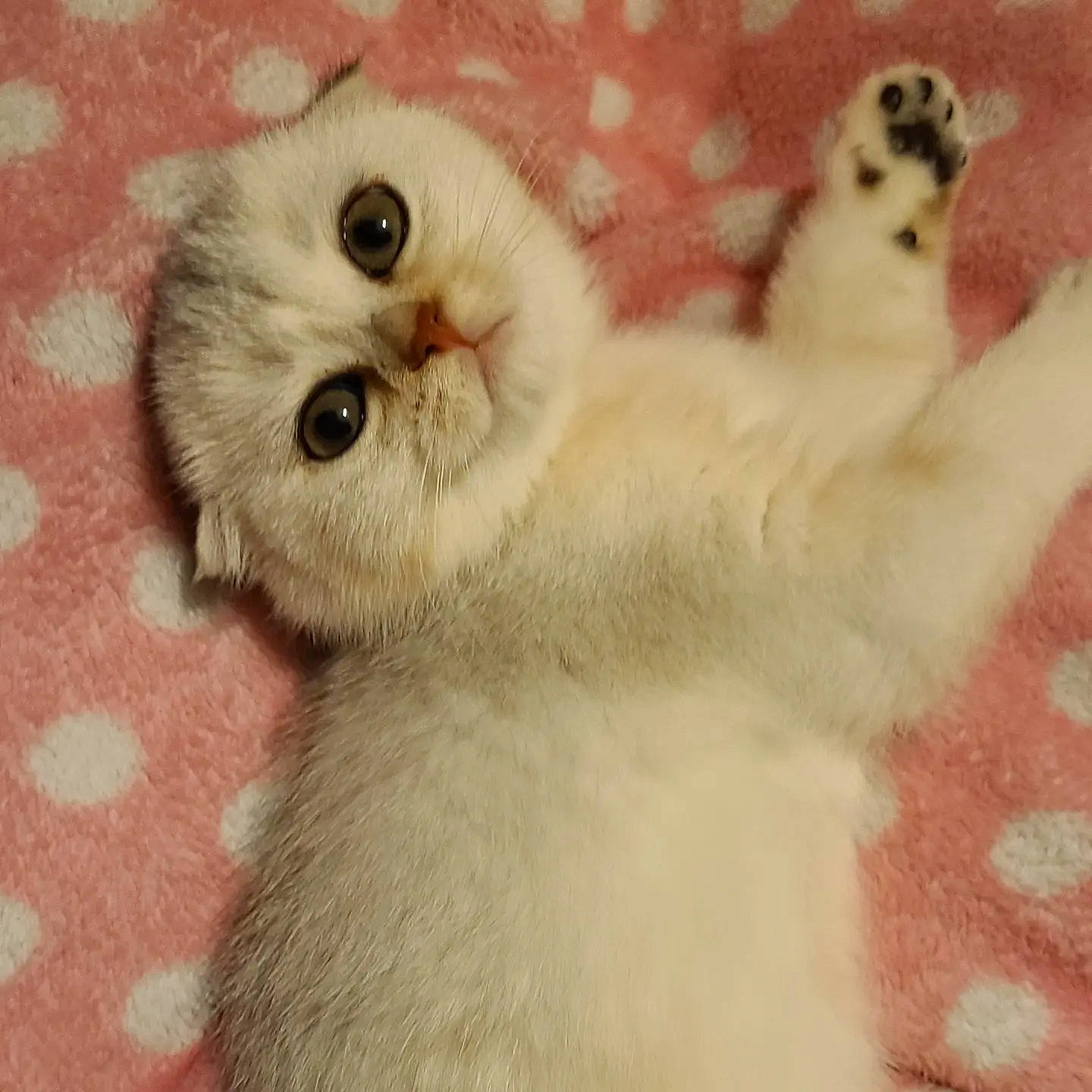 Miya a rejoint le concours — aidez-le/la à gagner de superbes lots ! carnivore, cat, claw, comfort, fawn, felidae, fur, paw, photo_caption, small_to_medium_sized_cats, snout, tail, terrestrial_animal, whiskers