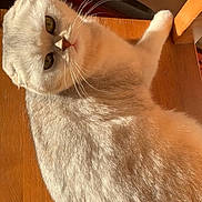 Miya a rejoint le concours — aidez-le/la à gagner de superbes lots ! animal, calm, cat, close_up, cream_colored, curious, cute, domestic_cat, feline, fur, green_eyes, indoor, laying_down, pet, portrait, relaxed, soft_fur, sunlight, whiskers, wooden_surface