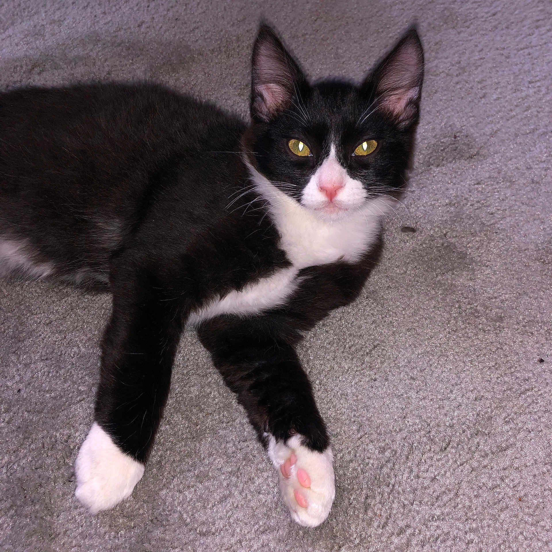 Kumal joined the competition — help win amazing prizes! animal, black_and_white, carpet, cat, cute, domestic_cat, ears, face, feline, fur, indoor, lying_down, mammal, paw, pet, pink_paw_pads, relaxed, tuxedo_cat, whiskers, yellow_eyes