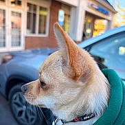 Kevin is registered to the contest to win money with this photo: dog, chihuahua, small_dog, tan_fur, pet, animal, portrait, profile, pointed_ears, collar, harness, gold_tag, car, vehicle, outdoor, storefront, building, blurred_background, closeup, daylight