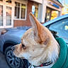 dog, chihuahua, small_dog, tan_fur, pet, animal, portrait, profile, pointed_ears, collar, harness, gold_tag, car, vehicle, outdoor, storefront, building, blurred_background, closeup, daylight