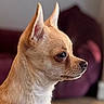 Kevin is registered to the contest to win money with this photo: dog, chihuahua, small_dog, tan_fur, profile, portrait, pointed_ears, brown_eyes, white_chest, short_hair, pet, canine, indoors, closeup, side_view, alert, calm, sitting, blurred_background, animal_photography