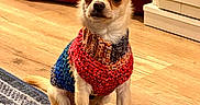 Kevin joined the competition — help win amazing prizes! dog, chihuahua, small_dog, pet, animal, portrait, sitting, sweater, knitted_clothing, colorful, indoors, home, wooden_floor, rug, cushion, large_ears, short_hair, brown_and_white, alert, cute