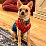 dog, chihuahua, small_dog, pet, animal, portrait, sitting, sweater, knitted_clothing, colorful, indoors, home, wooden_floor, rug, cushion, large_ears, short_hair, brown_and_white, alert, cute
