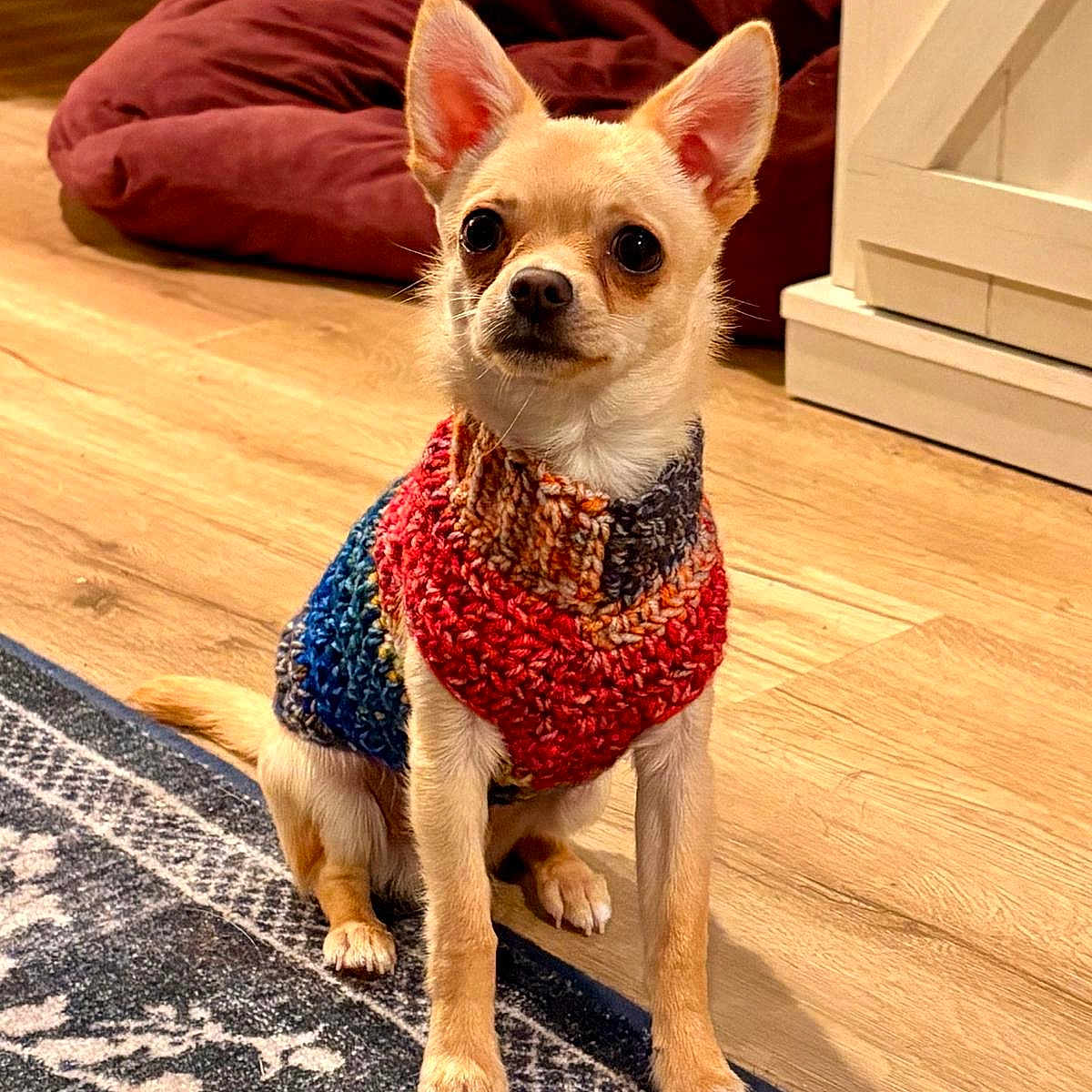 Kevin joined the competition — help win amazing prizes! dog, chihuahua, small_dog, pet, animal, portrait, sitting, sweater, knitted_clothing, colorful, indoors, home, wooden_floor, rug, cushion, large_ears, short_hair, brown_and_white, alert, cute