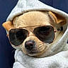 Kevin joined the competition — help win amazing prizes! dog, puppy, tan_fur, sunglasses, hood, scarf, wrapped, portrait, close_up, face, nose, ears, whiskers, fashion, costume, cute, funny, studio, blue_background, pet