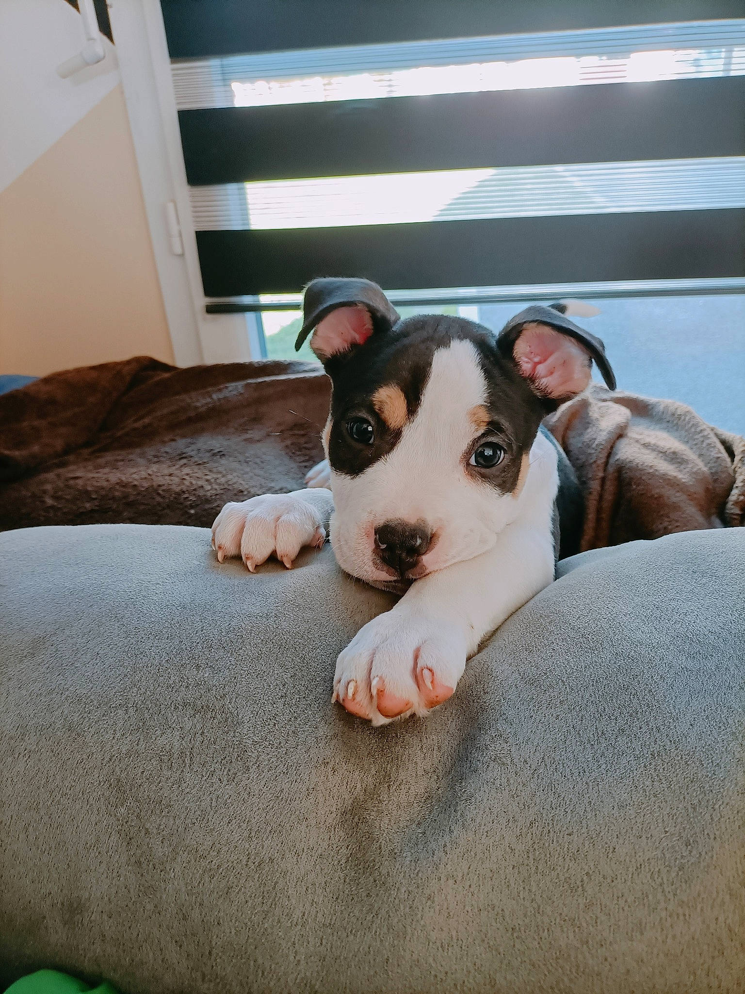 TÉquila participe au concours pour gagner de l'argent avec cette photo : canidae, carnivore, comfort, companion_dog, couch, dog, dog_breed, fawn, flooring, fur, hardwood, linens, nap, paw, snout, sporting_group, terrestrial_animal, whiskers, wood, working_animal