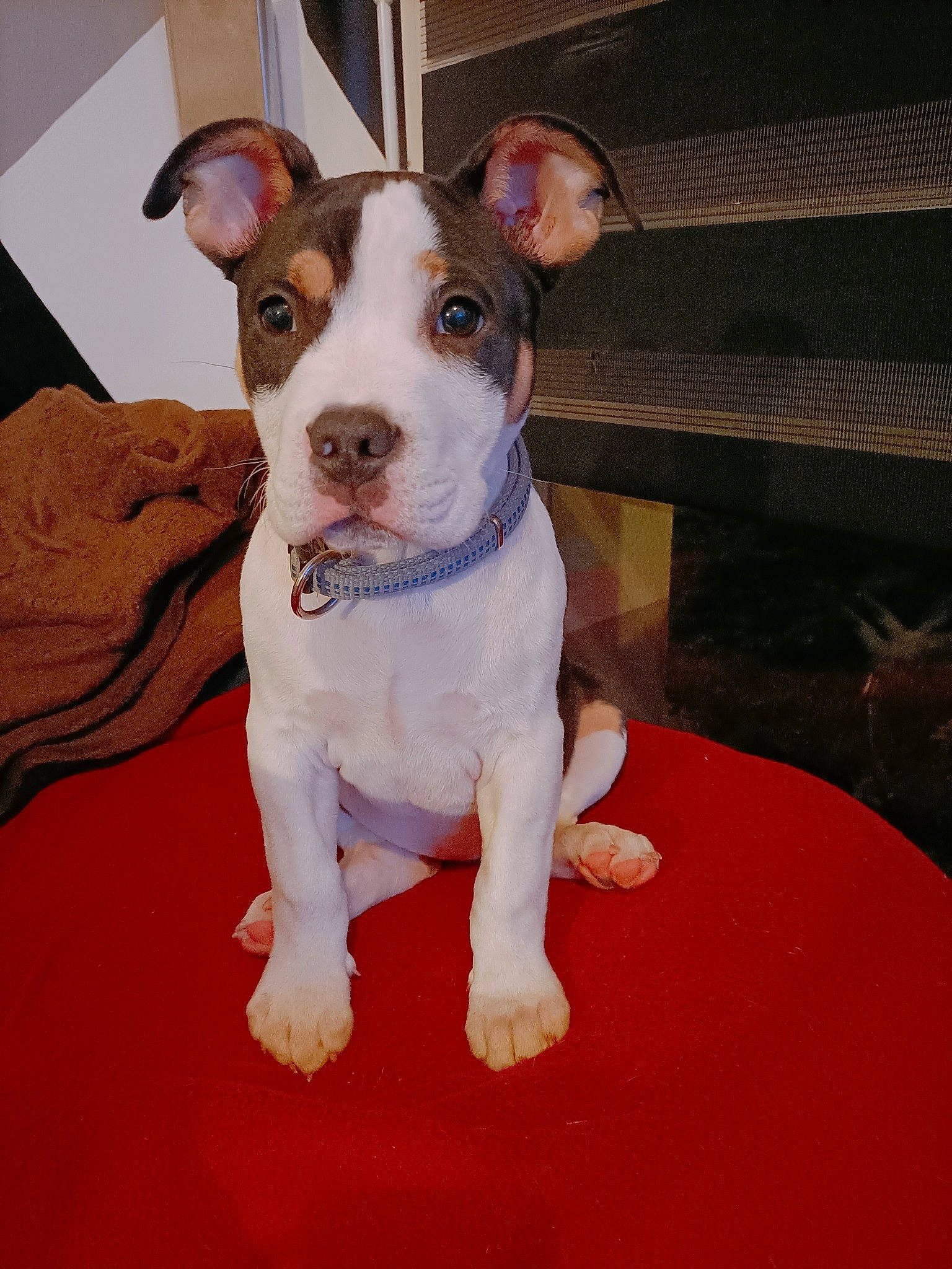 TÉquila a rejoint le concours — aidez-le/la à gagner de superbes lots ! canidae, carnivore, collar, companion_dog, dishware, dog, dog_breed, dog_collar, dog_supply, fawn, flooring, non_sporting_group, pet_supply, puppy, snout, sporting_group, terrier, whiskers, working_animal