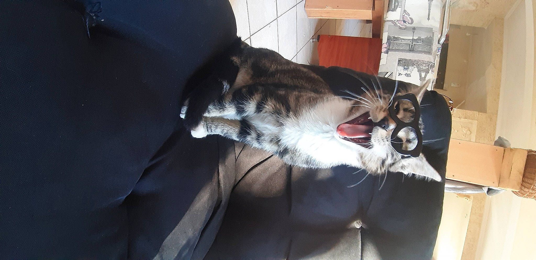 Replay participe au concours pour gagner de l'argent avec cette photo : box, canidae, cardboard, carnivore, cat, claw, comfort, domestic_short_haired_cat, fang, felidae, fur, gesture, human_leg, lap, paw, small_to_medium_sized_cats, snout, sporting_group, tail, whiskers