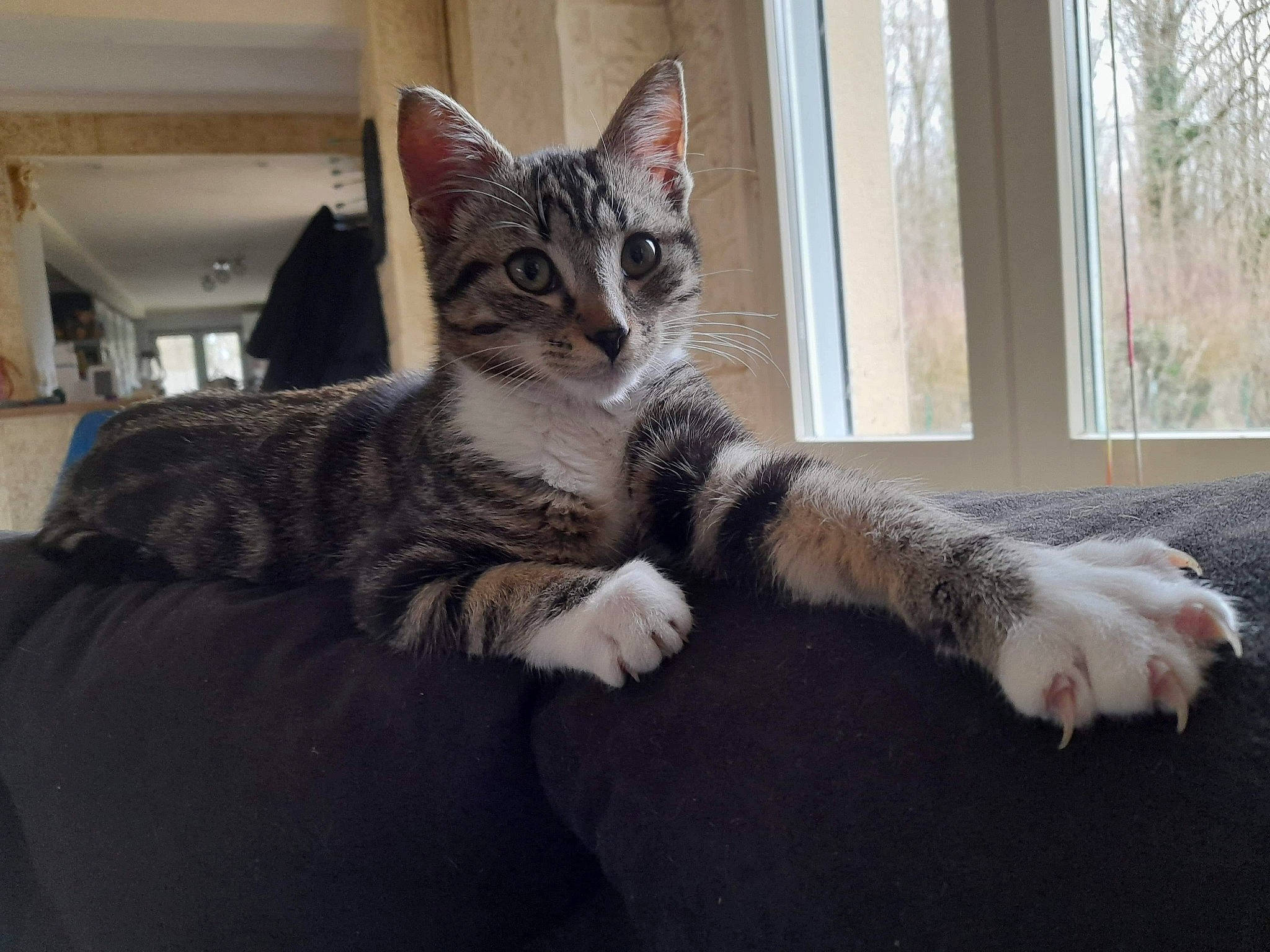 Replay participe au concours pour gagner de l'argent avec cette photo : carnivore, cat, claw, comfort, domestic_short_haired_cat, felidae, foot, fur, grey, paw, plant, sitting, small_to_medium_sized_cats, snout, tail, terrestrial_animal, tree, vertebrate, whiskers, window