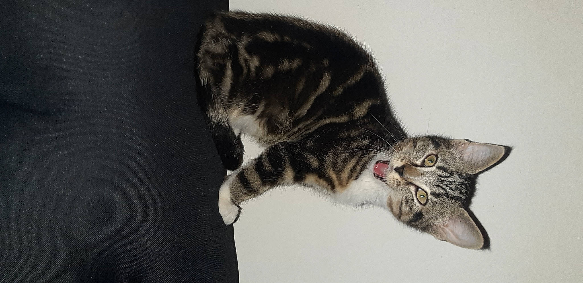 Replay participe au concours pour gagner de l'argent avec cette photo : carnivore, cat, claw, domestic_short_haired_cat, felidae, fur, paw, small_to_medium_sized_cats, snout, tail, terrestrial_animal, whiskers