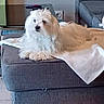 Tryann participe au concours pour gagner de l'argent avec cette photo : dog, white_dog, fluffy_dog, pet, living_room, ottoman, blanket, furniture, floor, tile_floor, couch, gray_couch, indoor, relaxed, curious, domestic_animal, companion, fur, homedecor, cozy