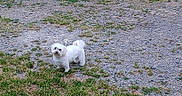 Tryann a rejoint le concours — aidez-le/la à gagner de superbes lots ! dog, white_dog, outdoor, grass, gravel, pet, animal, small_dog, curious, standing, nature, fur, canine, ground, daylight, looking, alone, playful, cute, friendly
