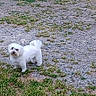 dog, white_dog, outdoor, grass, gravel, pet, animal, small_dog, curious, standing, nature, fur, canine, ground, daylight, looking, alone, playful, cute, friendly