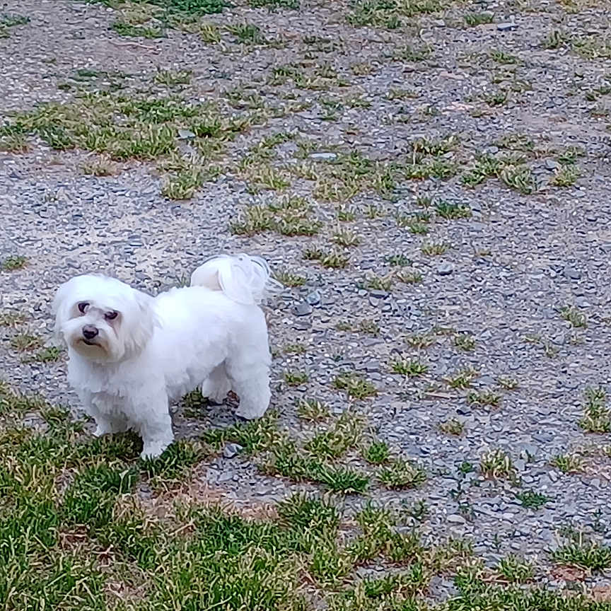 Tryann a rejoint le concours — aidez-le/la à gagner de superbes lots ! dog, white_dog, outdoor, grass, gravel, pet, animal, small_dog, curious, standing, nature, fur, canine, ground, daylight, looking, alone, playful, cute, friendly