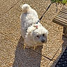 dog, white_dog, fluffy, pet, leash, outdoor, sunlight, bench, stone_path, sidewalk, pink_bow, small_dog, fur, shadow, daylight, walking, cute, companion, animal, pavement