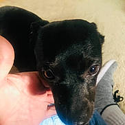 Sadie joined the competition — help win amazing prizes! animal, black_dog, brown_eyes, canine, close_up, cuddle, cute, denim, dog, floor, floppy_ears, hand, indoor, lap, pet, portrait, puppy, shiny_fur, snout, whiskers