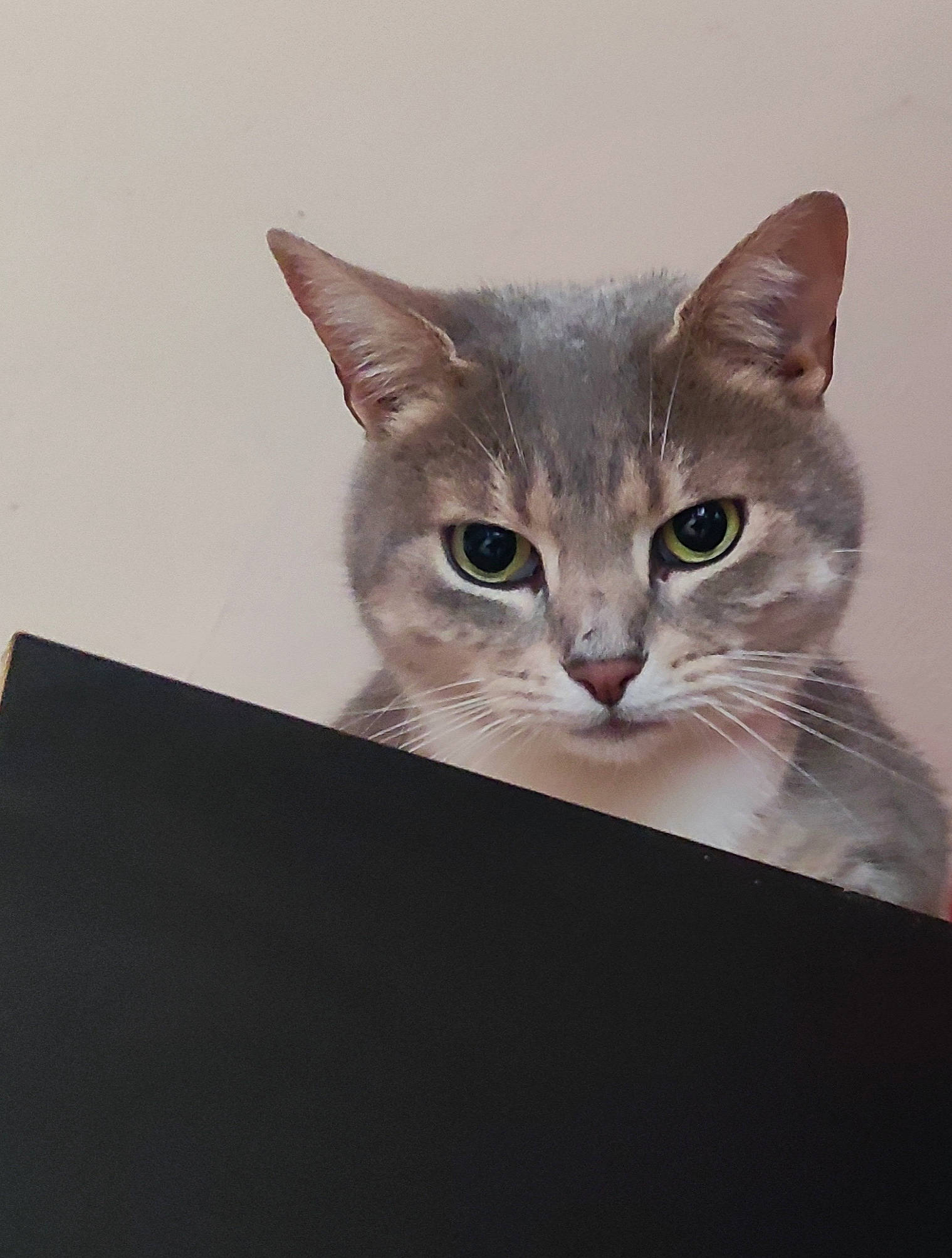 Shelly participe au concours pour gagner de l'argent avec cette photo : art, box, carnivore, cat, curious, domestic_short_haired_cat, ear, fawn, felidae, fur, paw, small_to_medium_sized_cats, tail, terrestrial_animal, whiskers