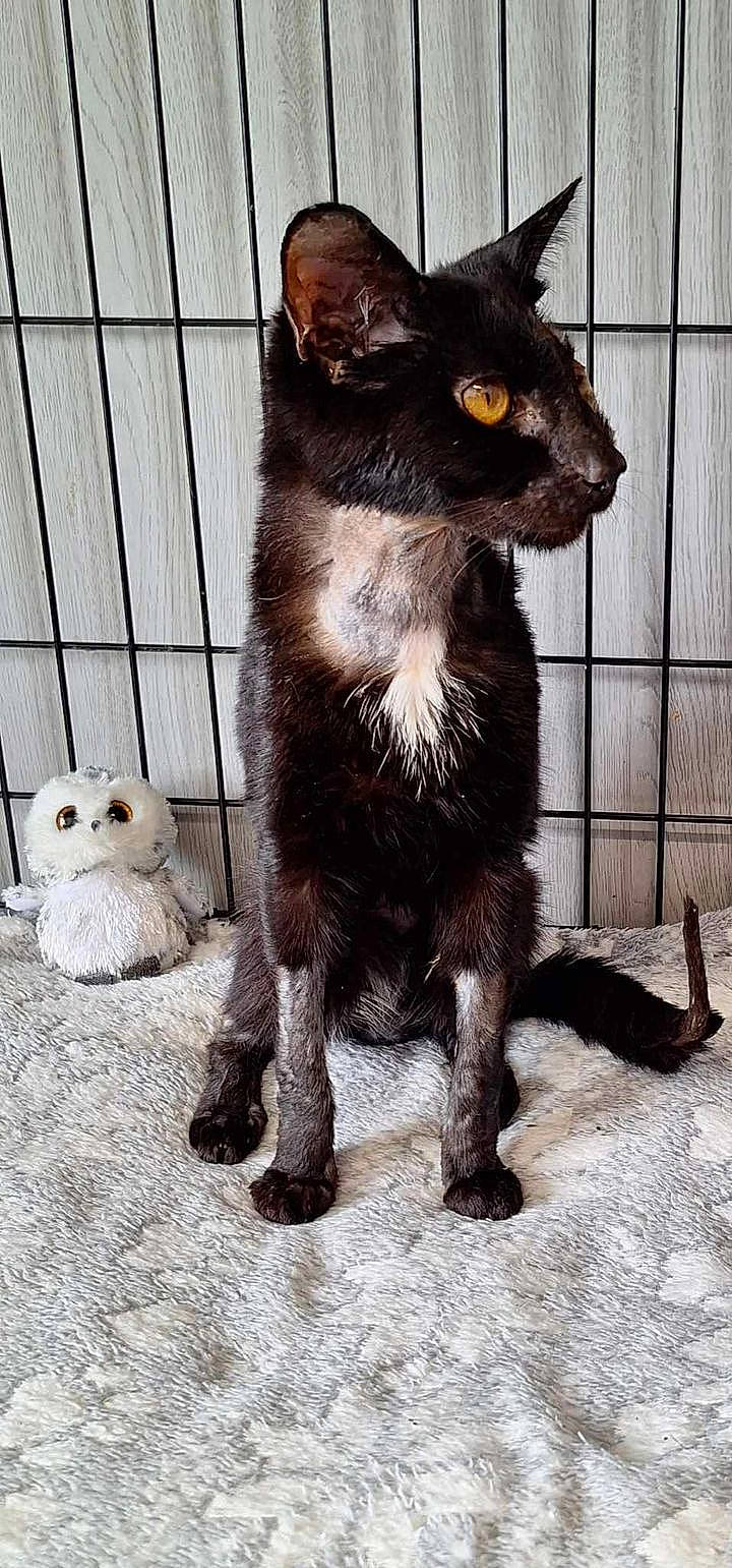 Nelson is registered to the contest to win money with this photo: abyssinian, angora, animal, blackcat, cat, curtain, den, egyptiancat, homedecor, indoors, kitten, manx, nature, outdoors, pet, plush, snow, snowman, toy, winter