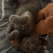 Osiris participe au concours pour gagner de l'argent avec cette photo : animal, bedspread, cozy, cute, domestic_cat, feline, furry, gray_cat, indoor, kitten, looking_at_camera, lying_down, paw, pet, playful, plush_toy, resting, sleepy, soft_texture, young_cat