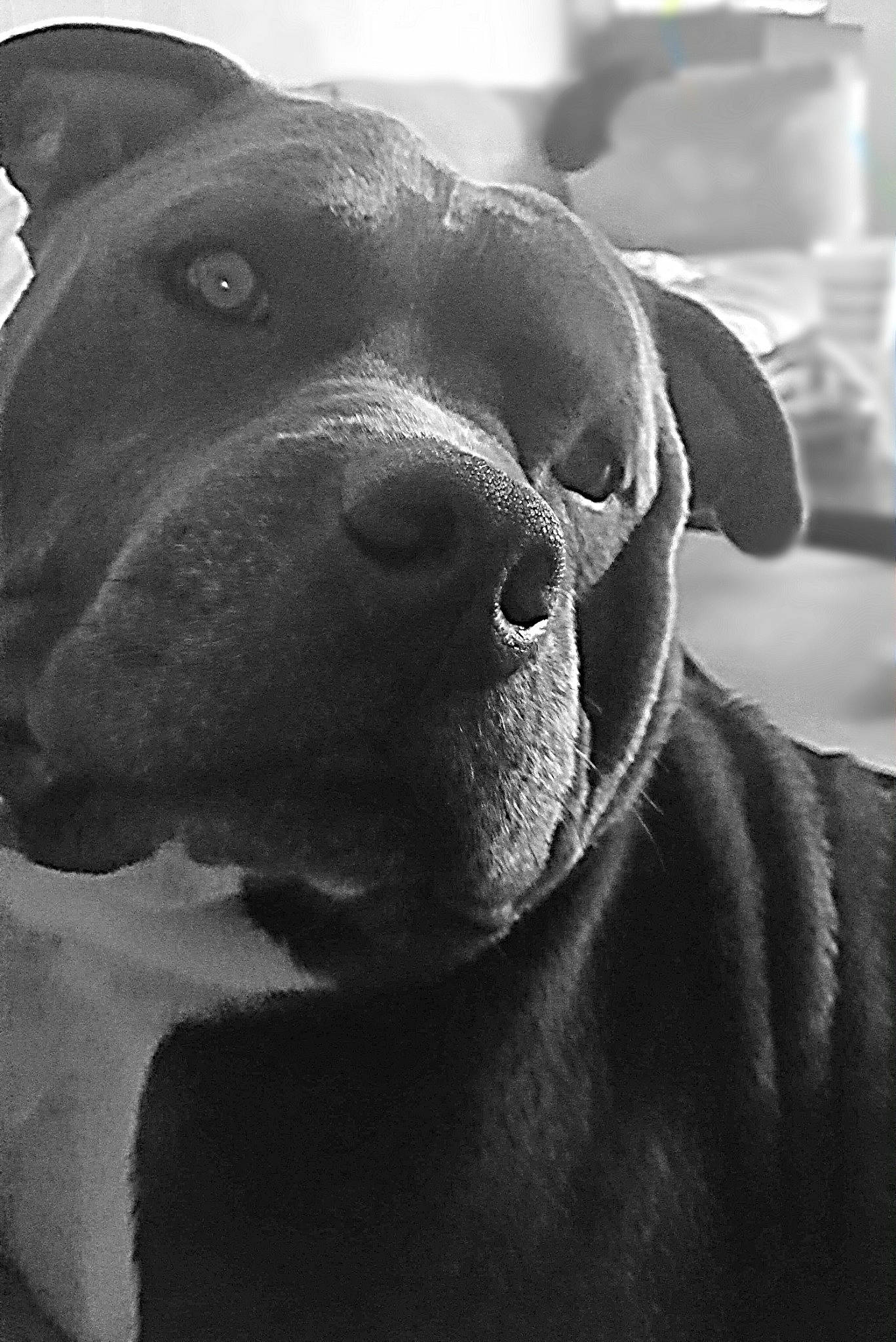 Kaine is registered to the contest to win money with this photo: american_pit_bull_terrier, american_staffordshire_terrier, bandog, cane_corso, canidae, carnivore, dog, dog_breed, ear, fawn, great_dane, mammal, molosser, non_sporting_group, nose, pit_bull, snout, sporting_group, staffordshire_bull_terrier, vertebrate