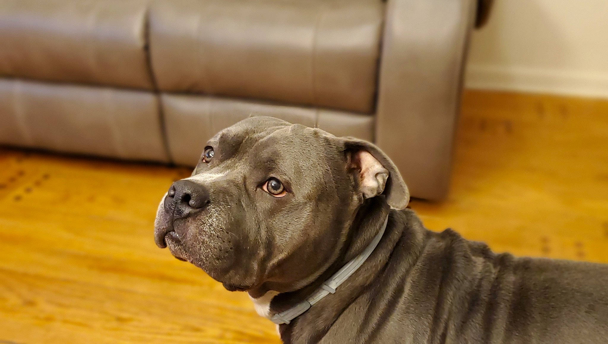 Kaine joined the competition — help win amazing prizes! american_bulldog, american_pit_bull_terrier, ancient_dog_breeds, bandog, bulldog, canidae, carnivore, companion_dog, dog, dog_breed, fawn, mammal, molosser, non_sporting_group, old_english_bulldog, olde_english_bulldogge, pit_bull, snout, vertebrate