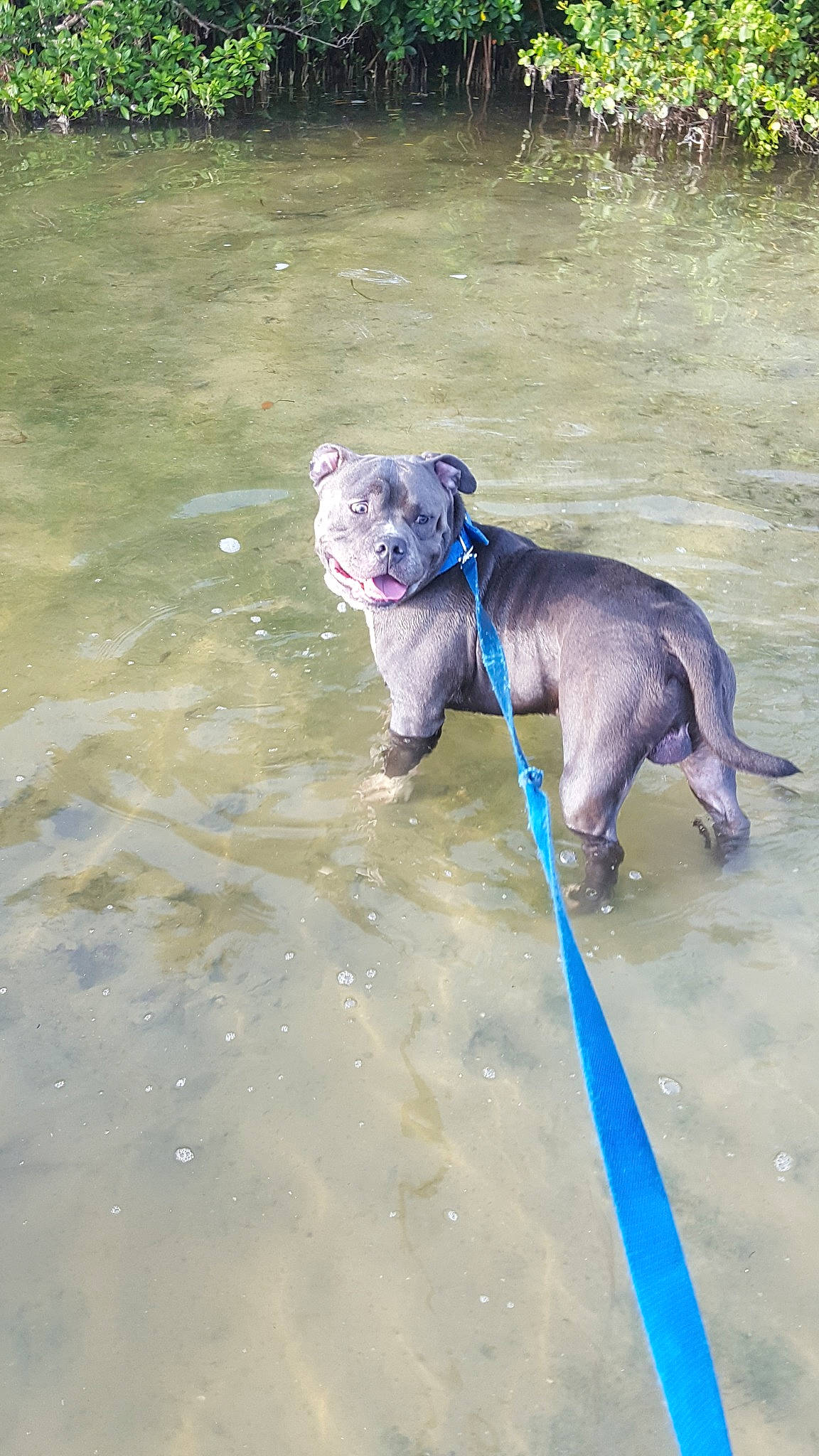 Kaine is registered to the contest to win money with this photo: american_bulldog, american_pit_bull_terrier, blue_lacy, canidae, carnivore, dog, dog_breed, dog_walking, fawn, mammal, non_sporting_group, pit_bull, sporting_group, staffordshire_bull_terrier, vertebrate, weimaraner, working_dog