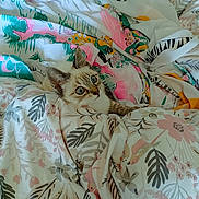 Aly participe au concours pour gagner de l'argent avec cette photo : cat, kitten, bedding, blanket, duvet, floral_pattern, blue_eyes, wide_eyes, cozy, indoor, pet, fur, whiskers, ears, cute, resting, peek, colorful, fabric, soft