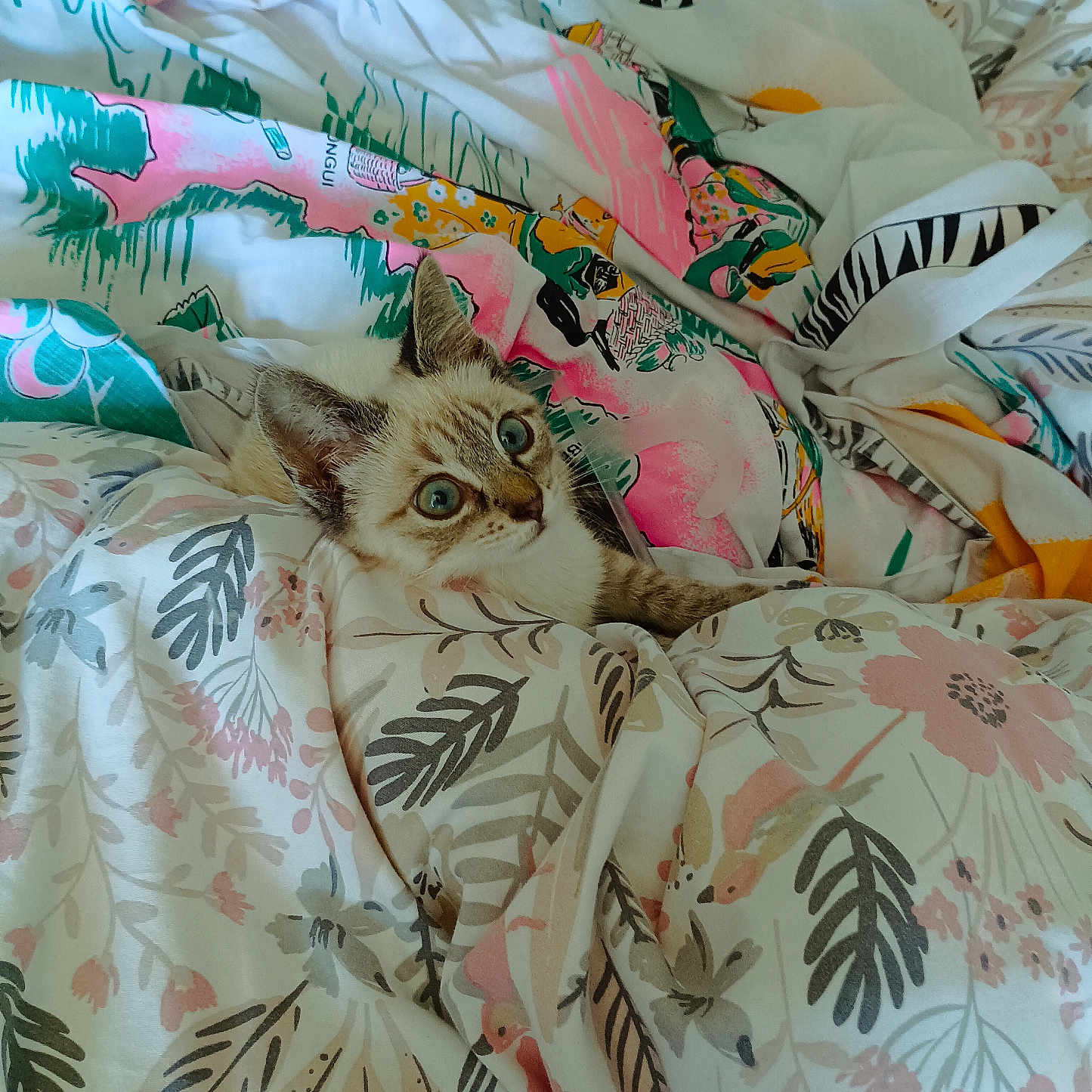 Aly participe au concours pour gagner de l'argent avec cette photo : bedding, blanket, blue_eyes, cat, colorful, cozy, cute, duvet, ears, fabric, floral_pattern, fur, indoor, kitten, peek, pet, resting, soft, whiskers, wide_eyes