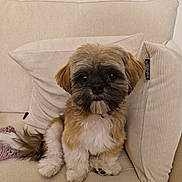 Chewy is registered to the contest to win money with this photo: animal, black, brown, comfort, companion, couch, cute, dog, domestic_animal, fluffy, fur, home, indoor, pet, pillow, puppy, relaxed, sitting, small_dog, white