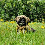 puppy, dog, grass, yellow_flowers, greenery, outdoor, nature, bush, harness, fur, pet, animal, cute, small_dog, wildflowers, summer, garden, field, flora, canine