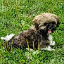 puppy, dog, grass, outdoor, tongue_out, cute, fluffy, pet, animal, nature, greenery, young_dog, playful, fur, small_dog, lying_down, tongue, canine, adorable, field