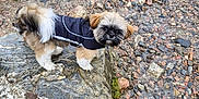 Chewy is registered to the contest to win money with this photo: animal, black_jacket, brown_fur, canine, curious, dog, ears, fur, grass, ground, jacket, nature, outdoor, pet, puppy, rock, small_dog, standing, stone, tail