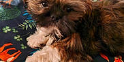 Chewy is registered to the contest to win money with this photo: dog, puppy, fluffy, fur, cute, pet, blanket, animal, lying_down, indoors, brown, black, white, small_dog, closeup, cozy, forest_pattern, fox_pattern, soft, adorable
