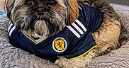 Chewy is registered to the contest to win money with this photo: dog, pet_bed, scotland_jersey, fluffy, indoor, carpet, plush, portrait, cute, animal, furry, relaxed, brown, black, white, cozy, laying_down, looking_at_camera, sports_jersey, domestic_animal