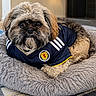 animal, black, brown, carpet, cozy, cute, dog, domestic_animal, fluffy, furry, indoor, laying_down, looking_at_camera, pet_bed, plush, portrait, relaxed, scotland_jersey, sports_jersey, white