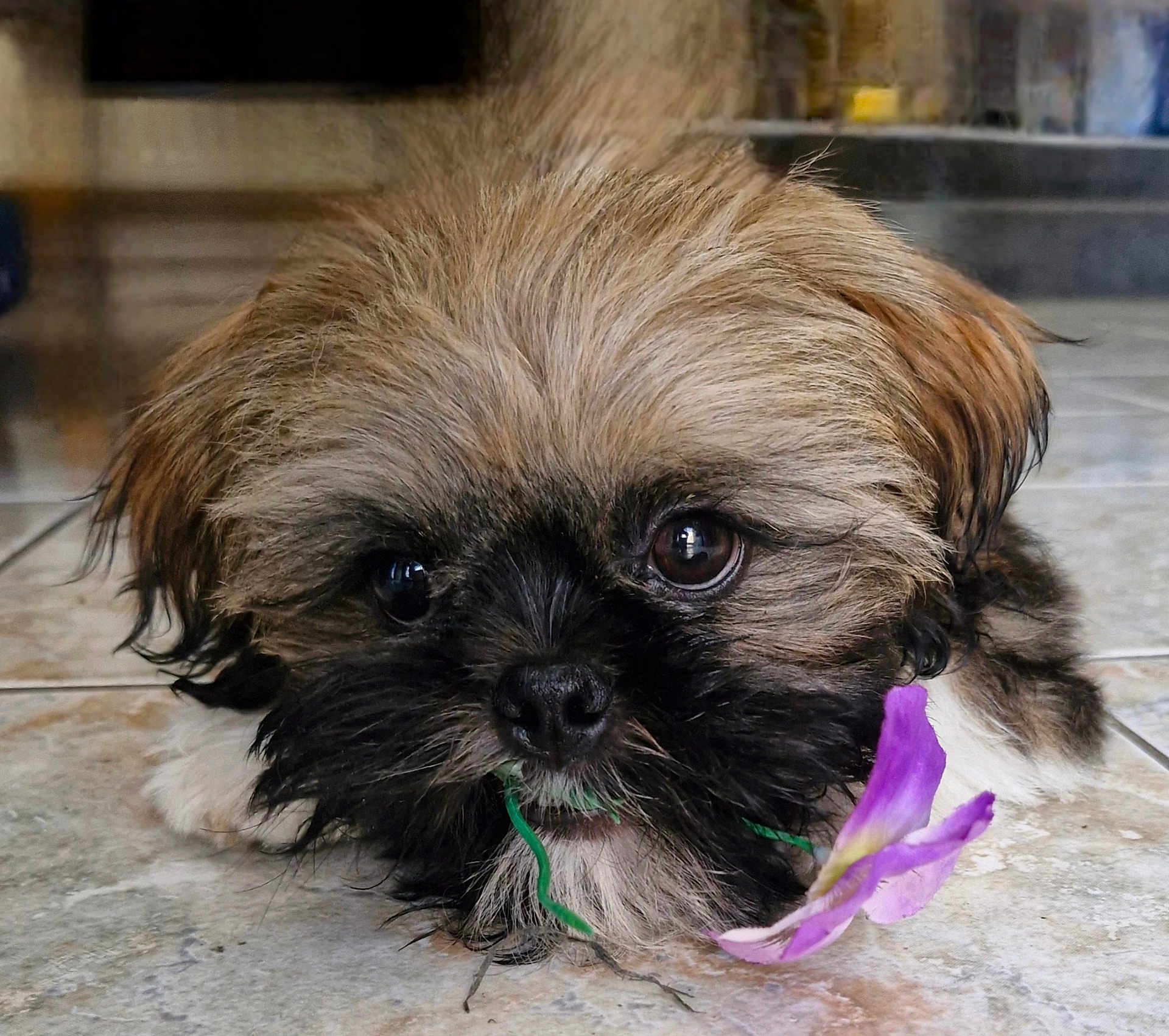 Chewy